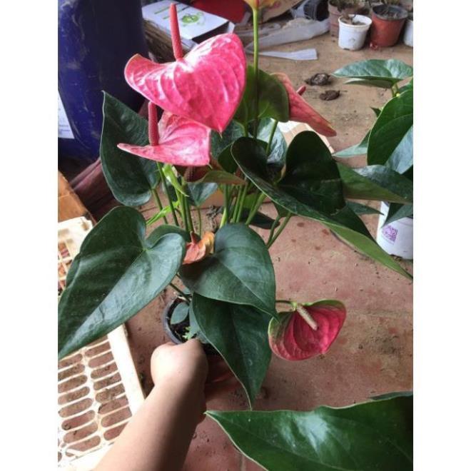 Chậu cây hồng môn MÀU HỒNG ĐẬM, cây phong thủy để bàn cho gia chủ vượng khí , nhiều tài lộc