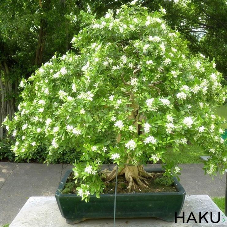 Giống cây nguyệt quế đánh đất