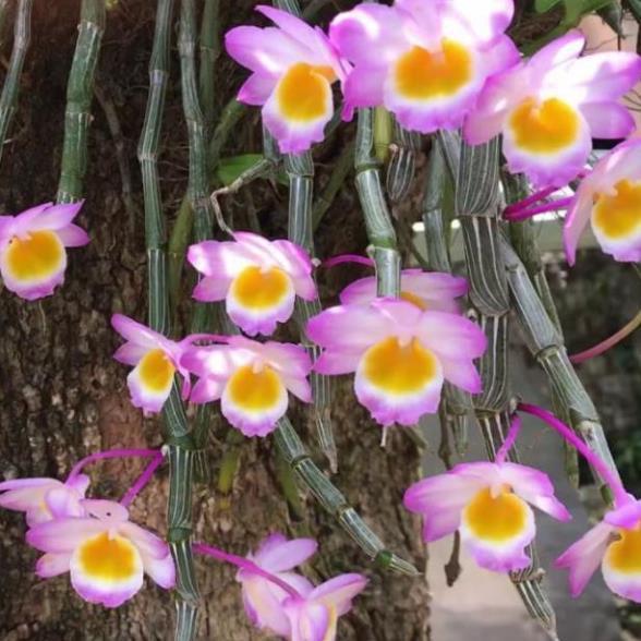 1 bảng lan long tu đá hoa tím hàng rừng thuần chậu siêu to, hoa siêu đẹp