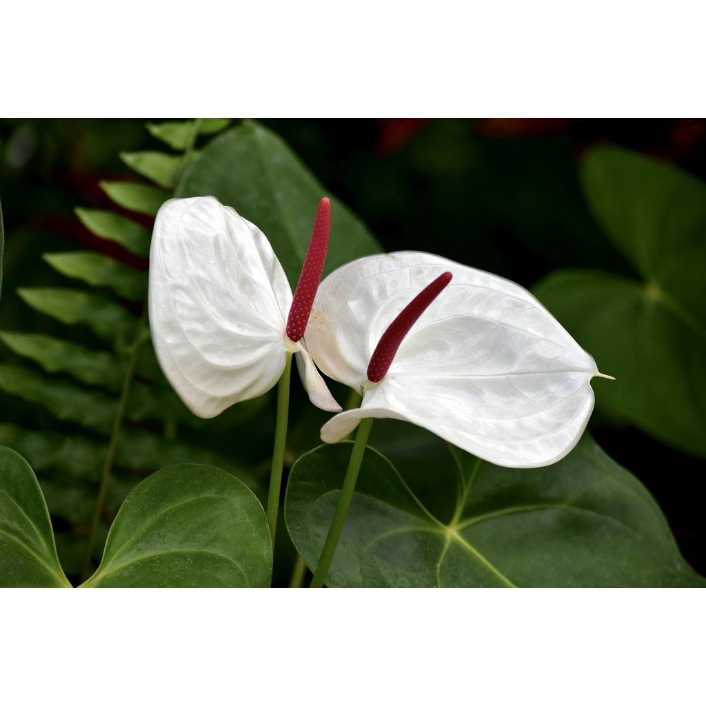 Cây Hồng Môn trắng - cây phong thủy để bàn