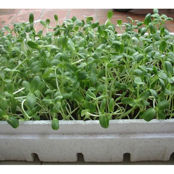 50gr hạt Mầm hướng dương sạch