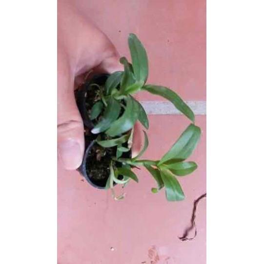 Phi điệp 5ct ho hàng giống
