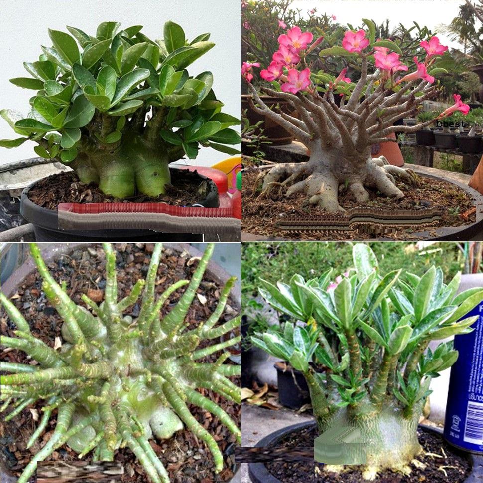 Sứ kim tự tháp, Cây sứ kim tự tháp cây to đẹp