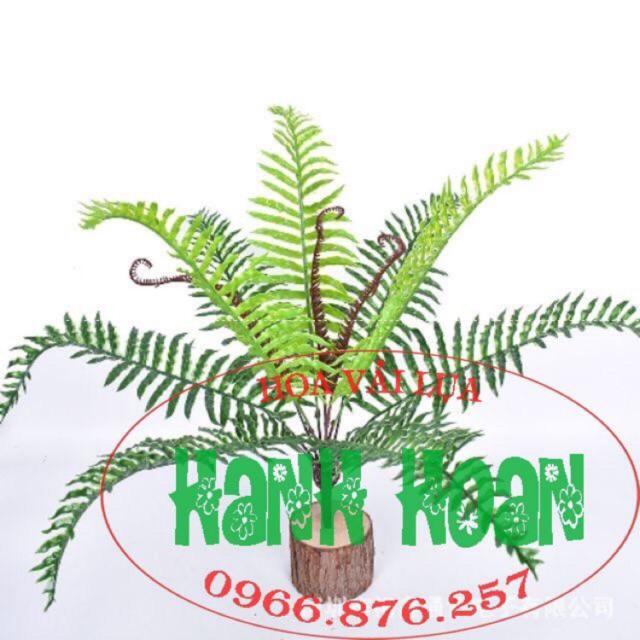 Cây dương xỉ nước các loại- Dương xỉ nhựa cao cấp