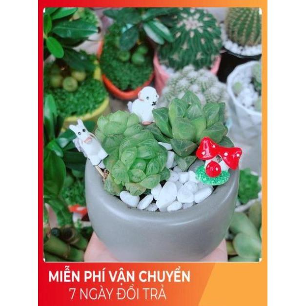 Chậu Sen Kim Cương