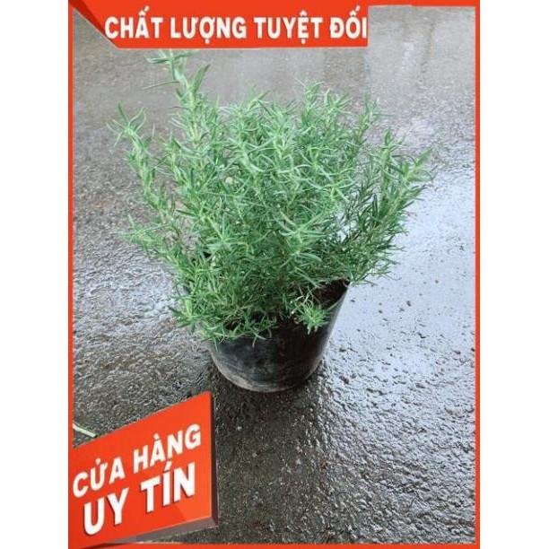 Hương Thảo Lớn