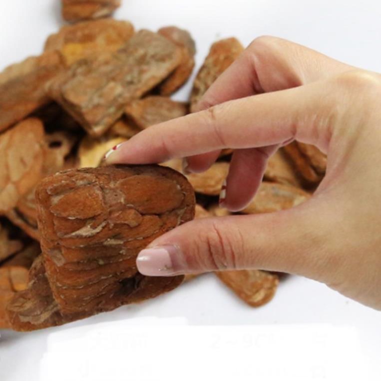 Gỗ thông lót chuồng bò sát cao cấp có mùi thơm 250g và 650g petstore
