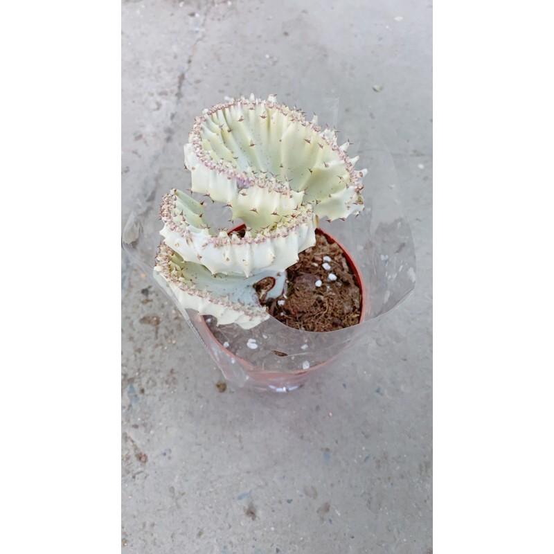 Xương Rồng Vạn Lý