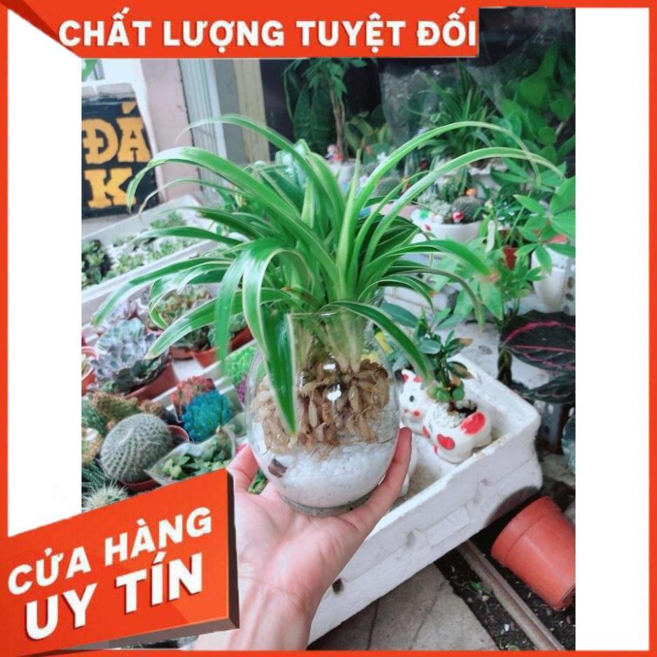 Chậu Lan Chi Thủy Sinh Nhiều Người Mua