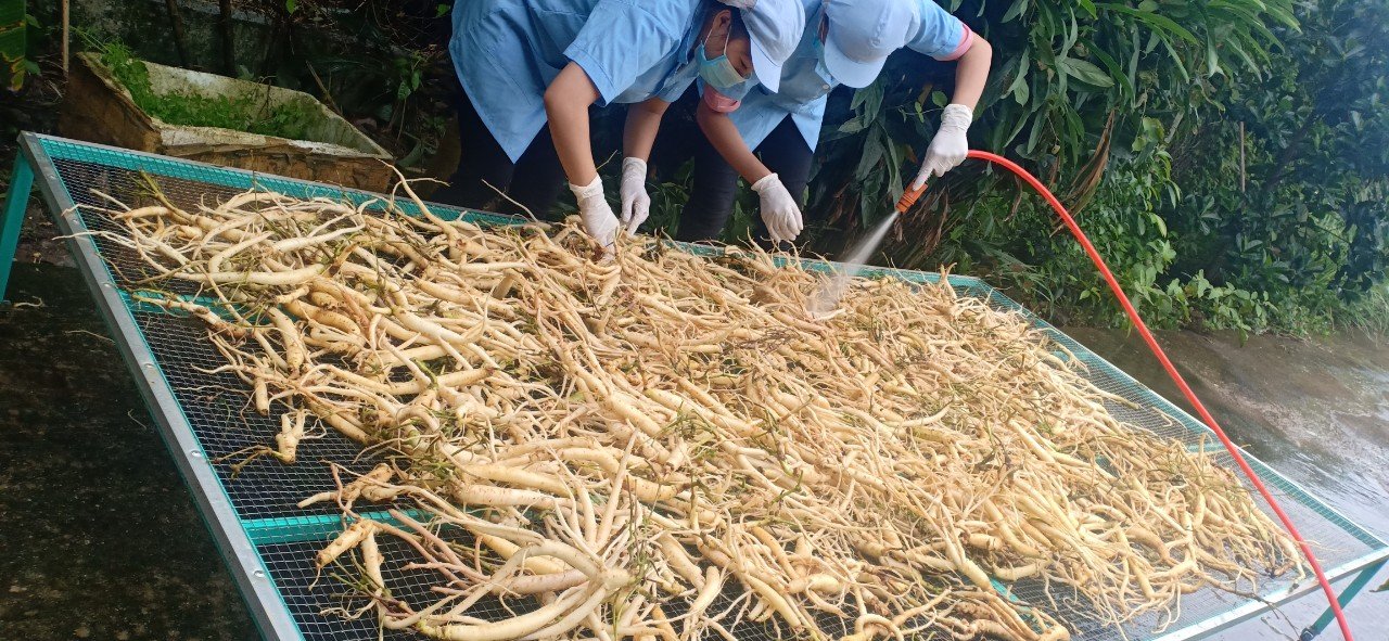 Sâm dây Ngọc Linh 100g, sâm dây khô (Đẳng sâm Ngọc Linh)- Hàng công ty chính hãng.