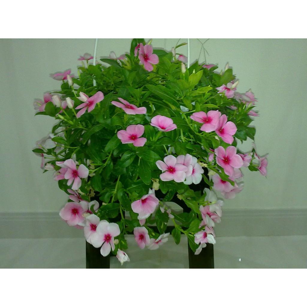 CHẬU HOA DỪA CẠN SIÊU ĐẸP - CHUẨN HÌNH
