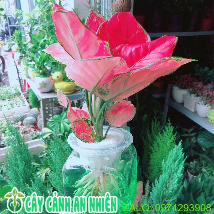 Chậu Cây Vạn Lộc Thuỷ Sinh