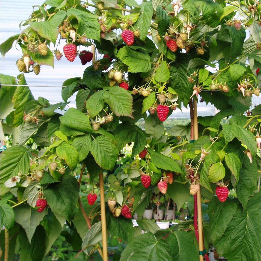 Hạt giống cây ăn trái mâm xôi đỏ-Gói 30 hạt/tặng kèm gói phân bón lót