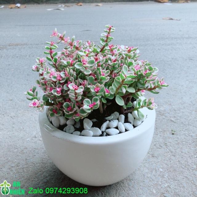 Chậu Cây Đô La