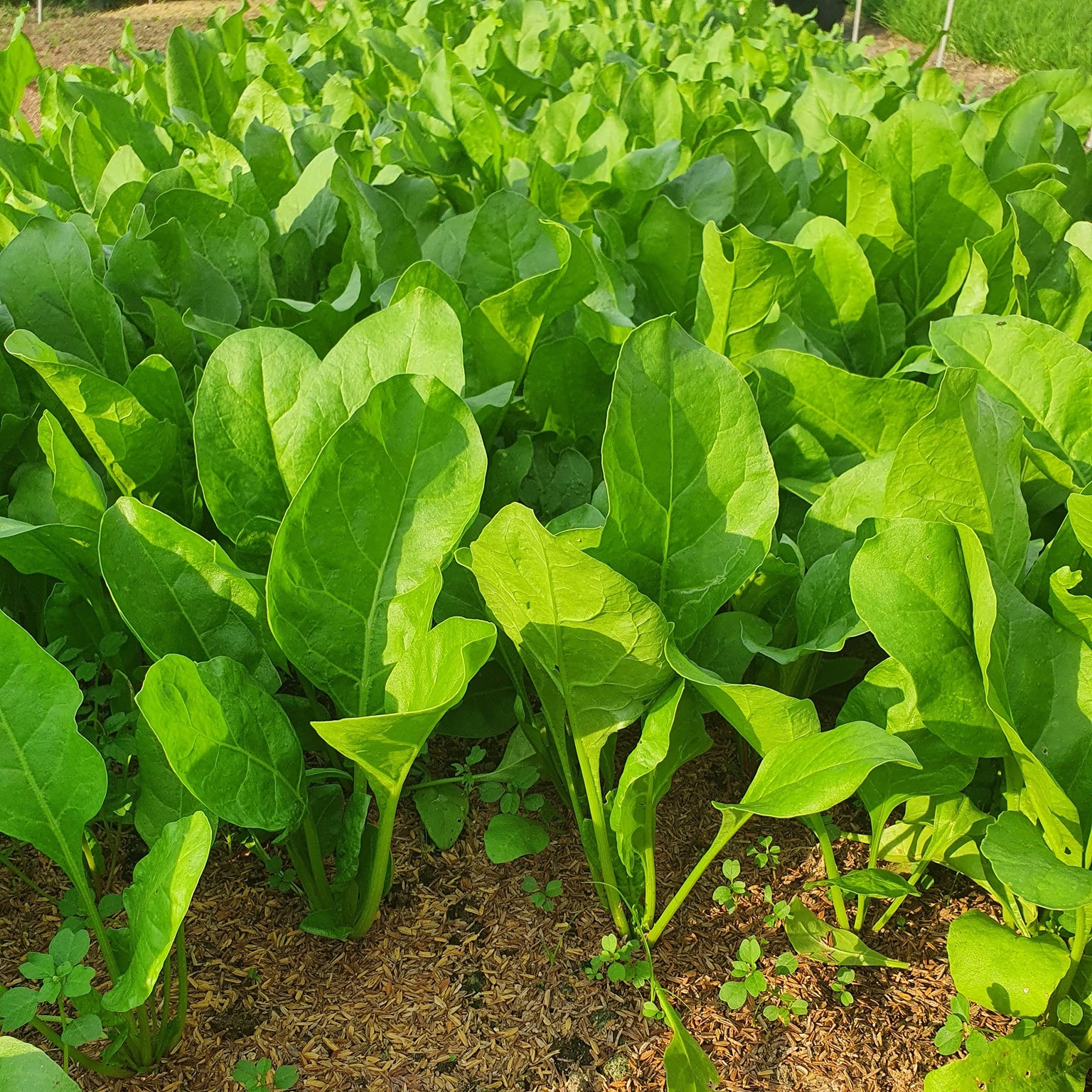 Hạt giống cải bó xôi chịu nhiệt Turkana gói 5gr - DỄ TRỒNG