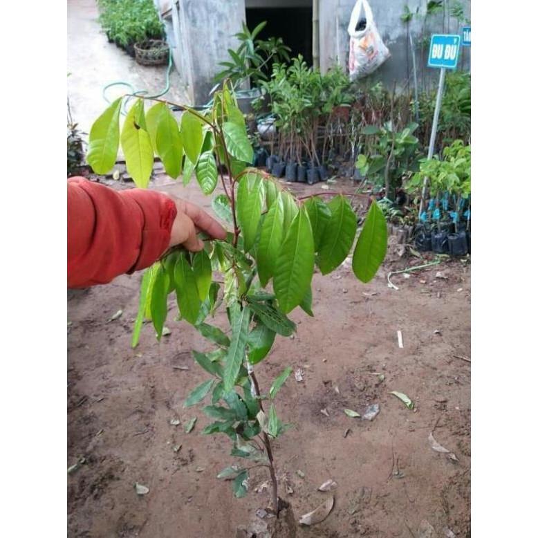 Giống nhãn hưng yên