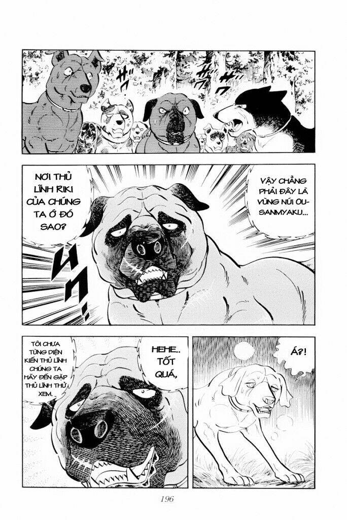 chú chó có nghĩa - ginga nagareboshi gin chapter 29 10