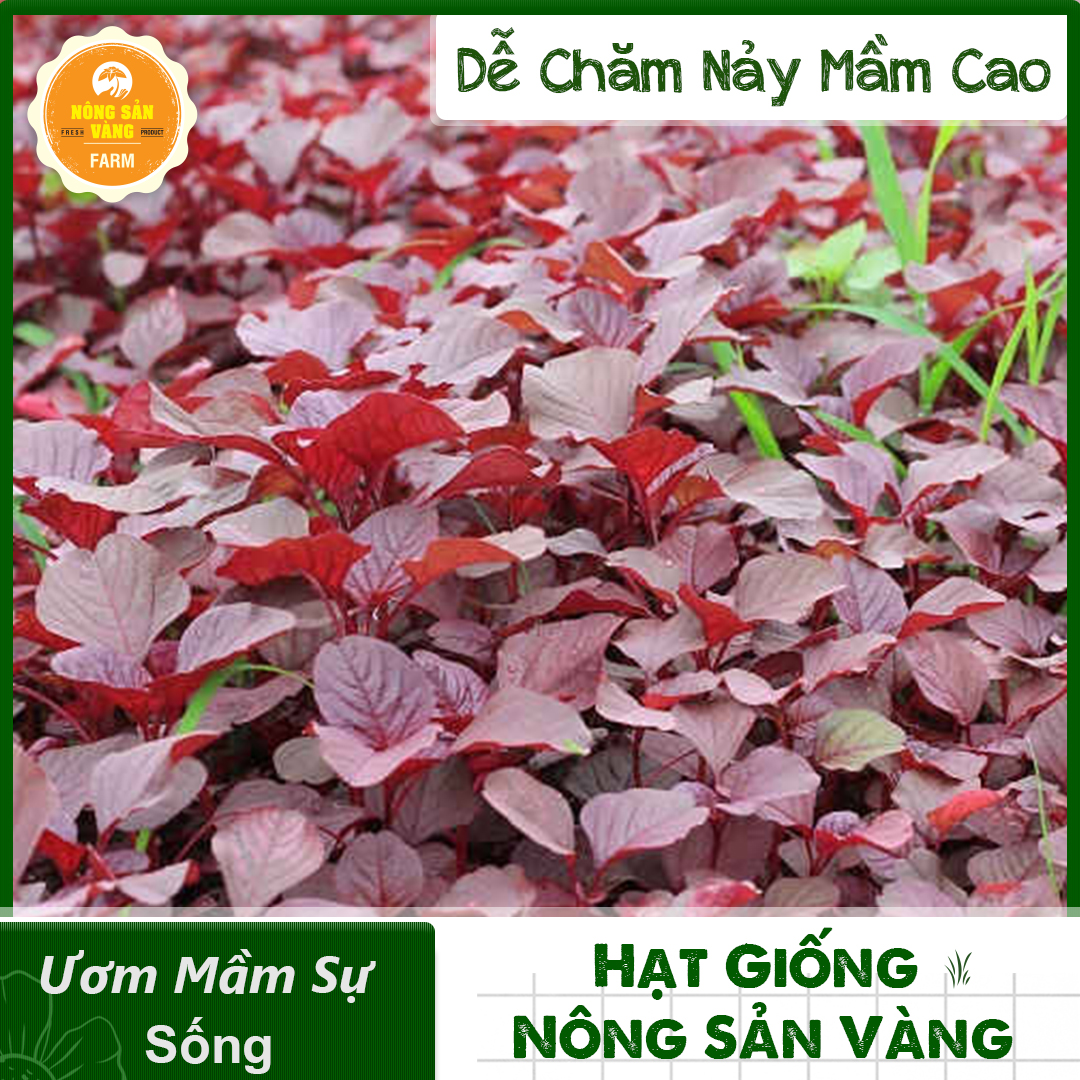 Hạt giống Rau Dền Đỏ, Tỉ Lệ Nảy Mầm Cao, Sinh Trưởng Và Phát Triển Khỏe, Năng Suất Cao - Nông Sản Vàng