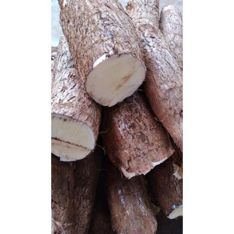 Set 3kg cây giống khoai mì ruột vàng thái lan