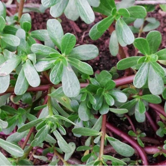 Hạt giống rau sam đất KNS306 - Gói 2gram