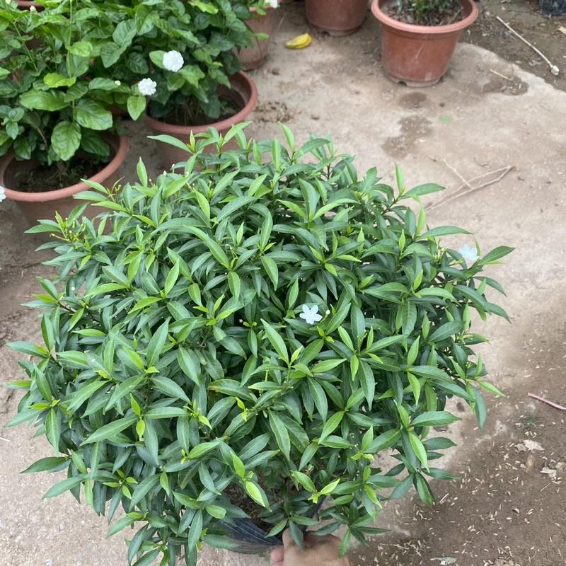 Cây mai vạn phúc trồng bầu đen cao 30-40cm tán tròn thích hợp trồng ban công sân vườn