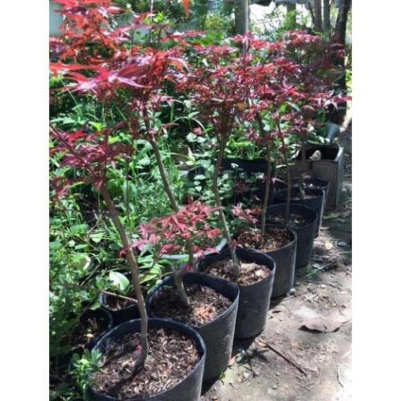 Cây phong lá đỏ