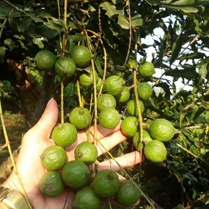 Cây macca hàng gieo hạt