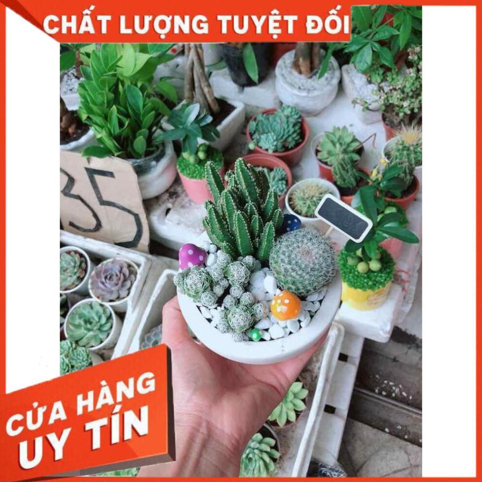 Chậu xương rồng mix Nhiều Người Mua