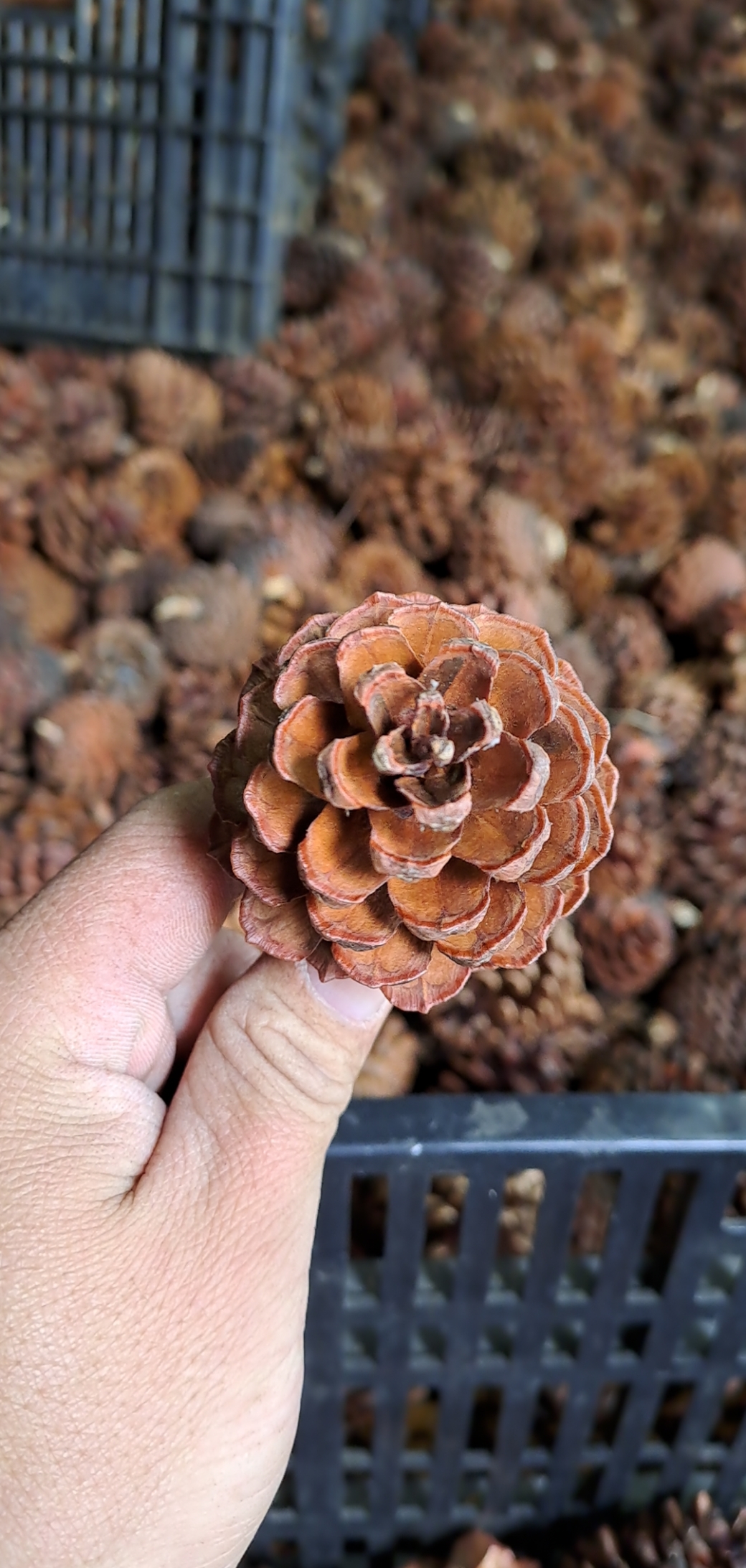 Quả thông trang trí  màu tự nhiên