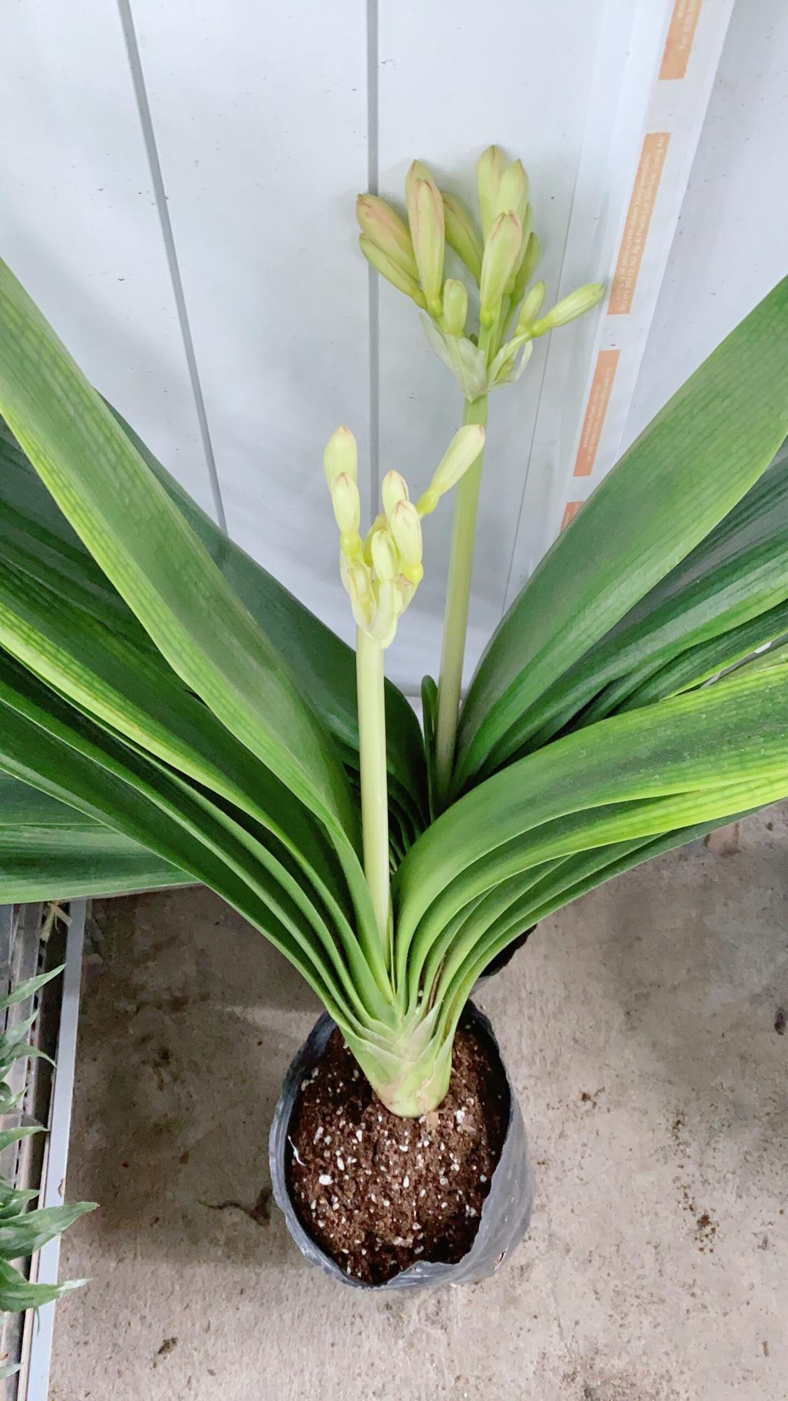 Lan Quân Tử Có Hoa