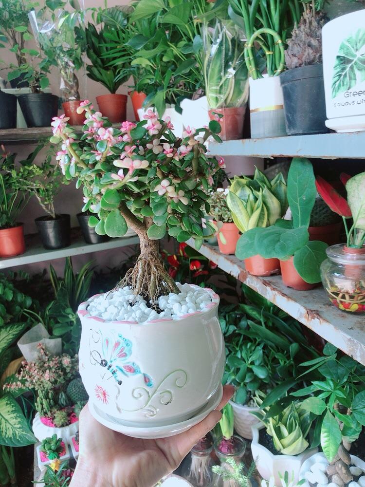 Chậu Cây Cành Vàng Lá Ngọc