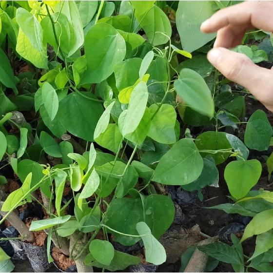 Rau bò khai, rau ngót leo- cây giống