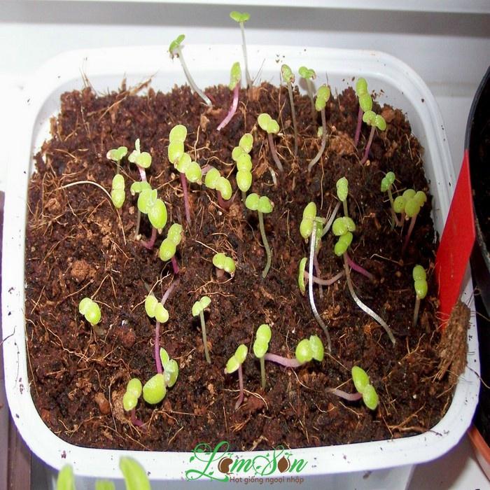 Hạt giống hoa mười giờ châu phi mix màu CT213 - Gói 20 hạt