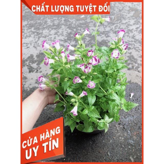 Chậu Hoa Ban Sê