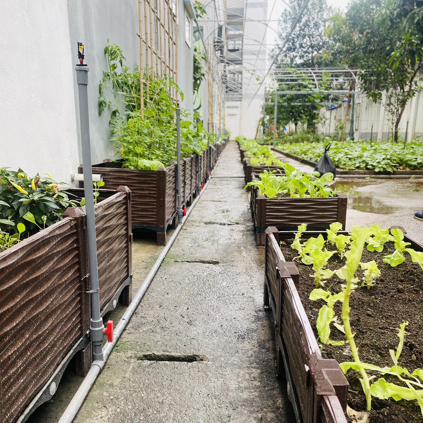 CHẬU GHÉP THÔNG MINH Cm: Bền từ 8-10 năm, phù hợp mọi cây trồng và không gian, Module tùy biến kích thước, an toàn, trọng lượng nhẹ, kết cấu chắc chắn, có khay trữ và thoát nước.