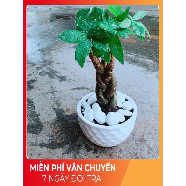 Chậu Kim Ngân Thắt Bính 3 Thân