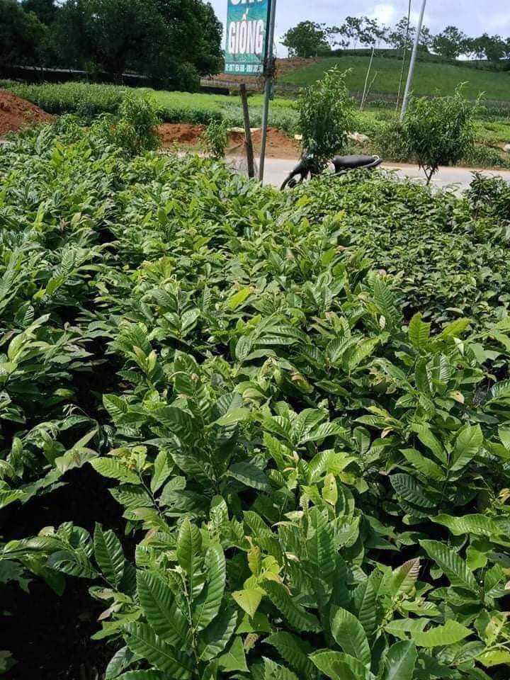 CÂY GIỐNG CÂY HẠT DẺ TRÙNG KHÁNH
