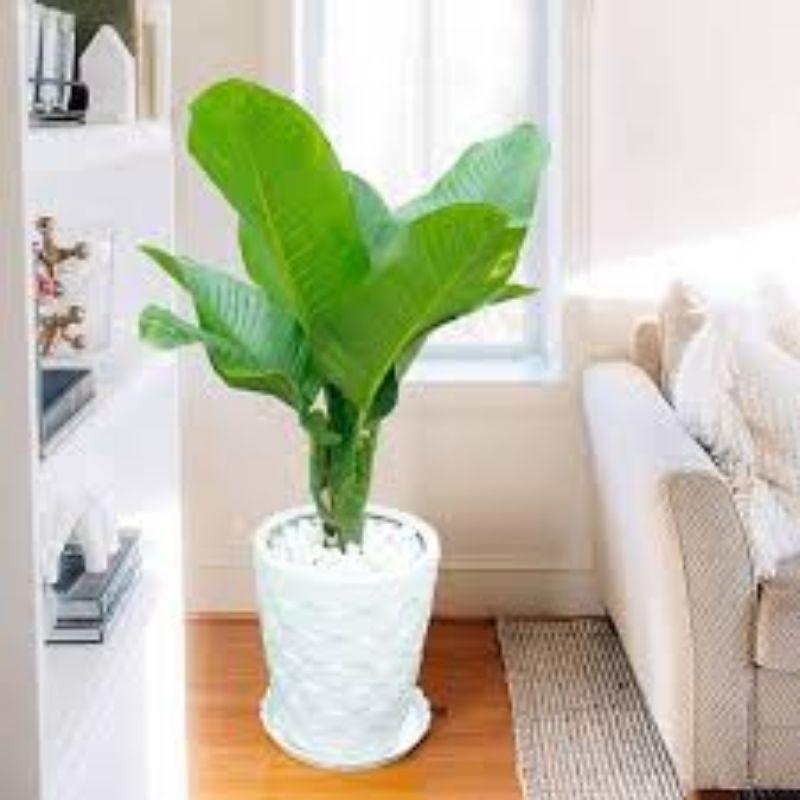 CÂY ĐẠI TỶ PHÚ