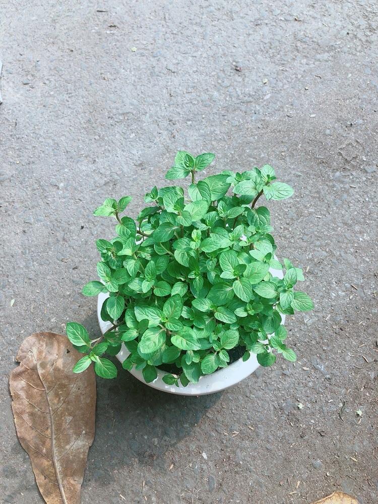 Chậu Cây Bạc Hà