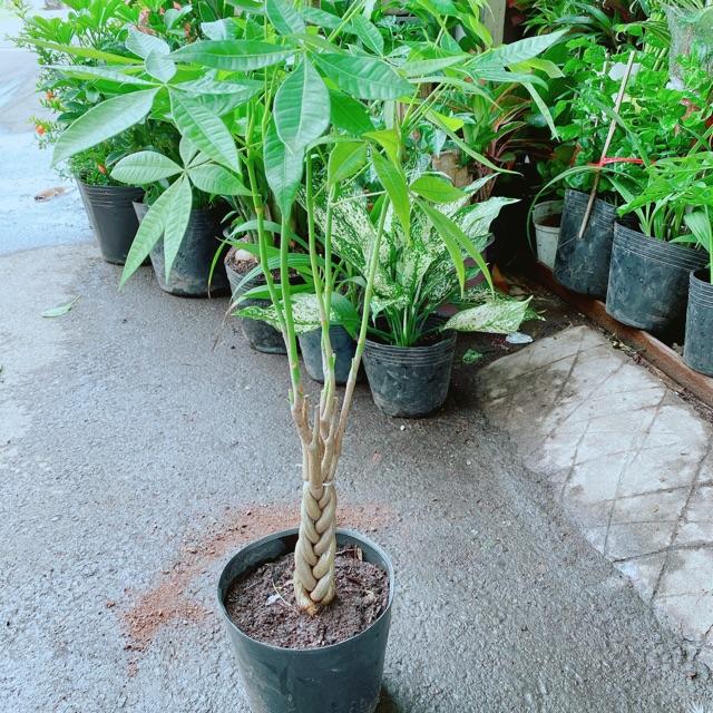 Kim Ngân Thắt Bính 60cm
