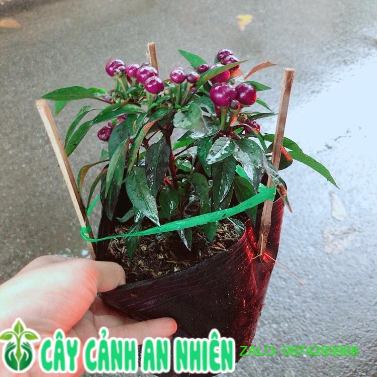 Bụi Ớt Tím