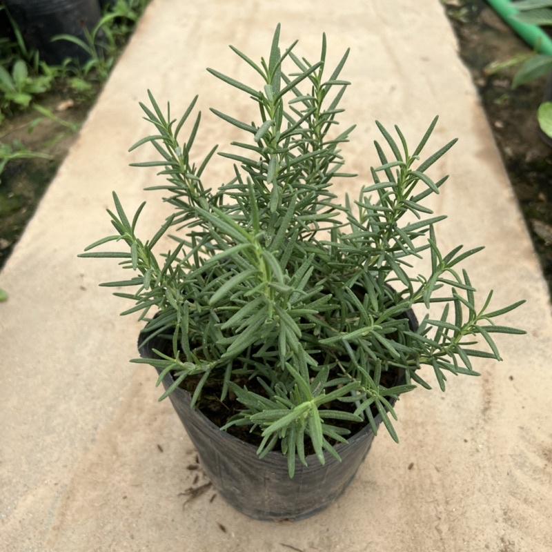 Bịch cây hương thảo để bàn cỡ nhỏ, cây tỏa hương thơm dịu nhẹ giúp đuổi muỗi và trang trí nội thất