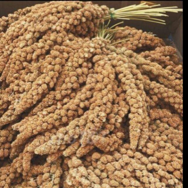 Kê chùm mượt lông vỗ béo sỉ 1kg