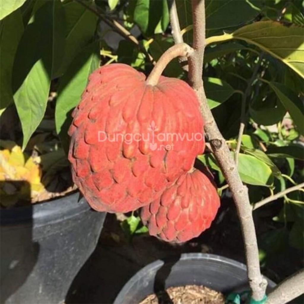 Giống cây na đỏ