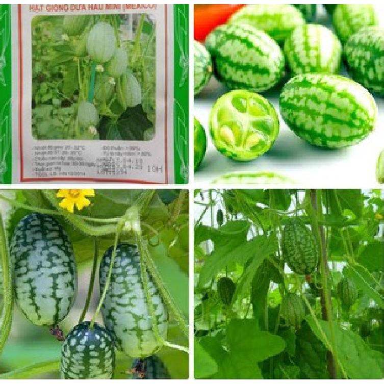 Hạt giống dưa hấu tí hon 10 hạt/gói