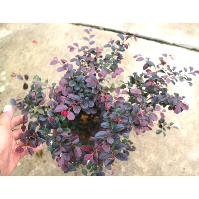 Cây Hồng Phụng
