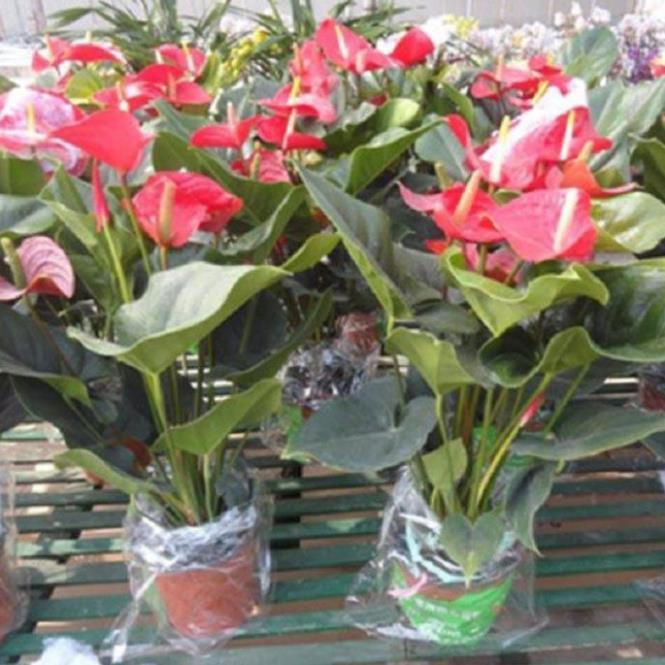 Chậu cây hồng môn màu đỏ, cây phong thủy để bàn cho gia chủ vượng khí , nhiều tài lộc