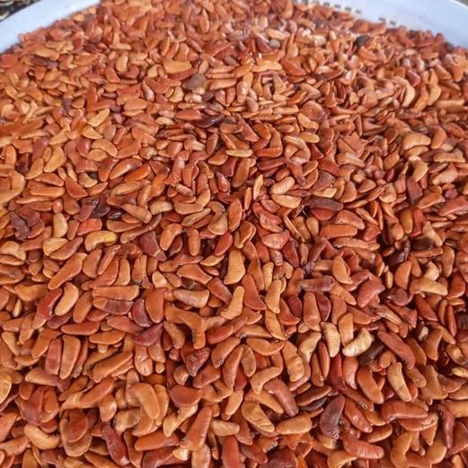 50 gram hạt giống giáng hương