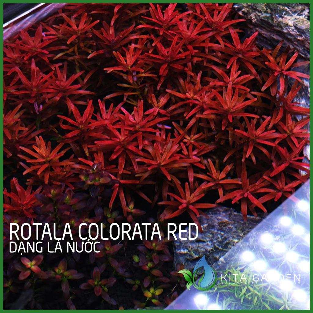 Cây thủy sinh Rotala siêu đỏ - Rotala Colorata Red - Cây Thuỷ Sinh - Cây Thủy Sinh Dễ Trồng - Cây Dạng Cạn