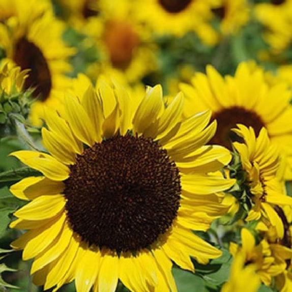 Hạt giống hoa hướng dương cao -1 gói 30 hạt -